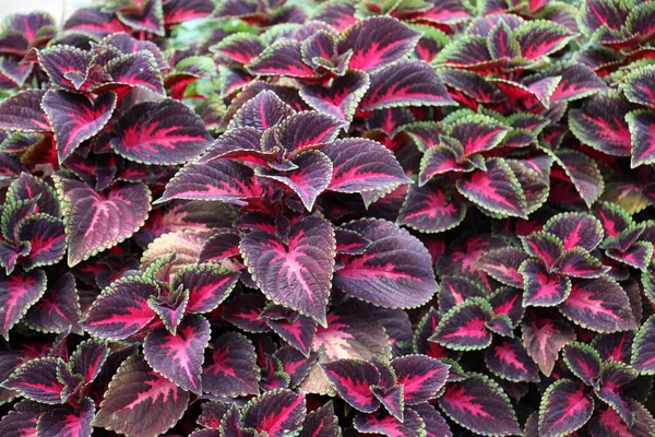 Narin tropikal bitki Coleus çiçek yataklarını süslemek için kullanılır..