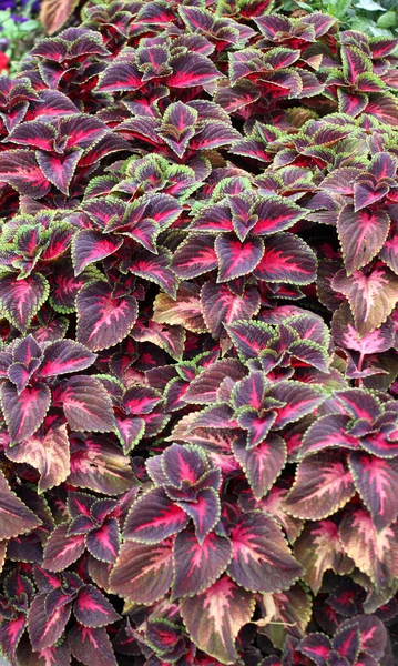 Narin tropikal bitki Coleus çiçek yataklarını süslemek için kullanılır..