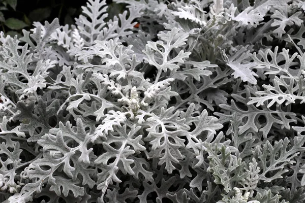 Süslü bir bitki olarak, bahçelerde Cineraria maritima yetişir..