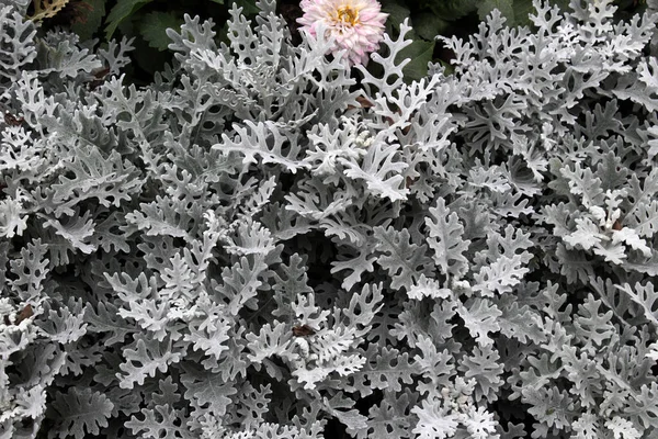 Süslü bir bitki olarak, bahçelerde Cineraria maritima yetişir..