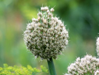 Çekirdekten yetişen soğan başları tomurcuklanır.
