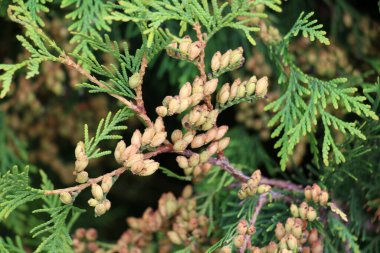 Batı Thuja (Thuja occidentalis) ağaç dalında koni ile