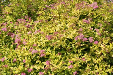 Bahçede dekoratif bir Japon spireası (Spiraea japonica) çiçek açıyor.