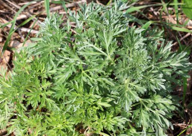 Acı pelin otu (Artemisia absinthium) vahşi doğada yetişir.