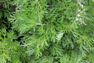 Acı pelin otu (Artemisia absinthium) vahşi doğada yetişir.