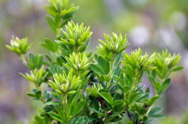In the spring Chamaecytisus blooms in the wild