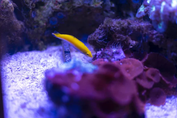 Yellow Fish in the aquarium — Stock Photo, Image