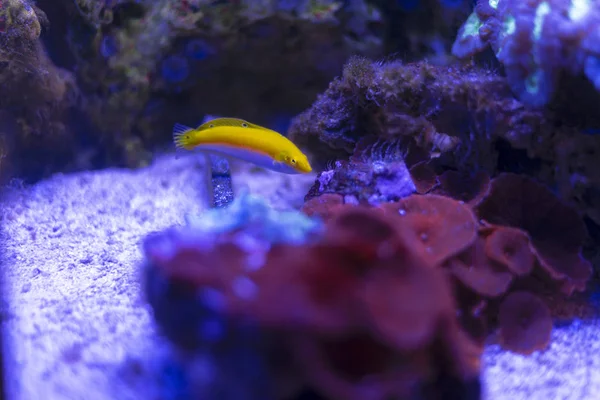 Yellow Fish in the aquarium
