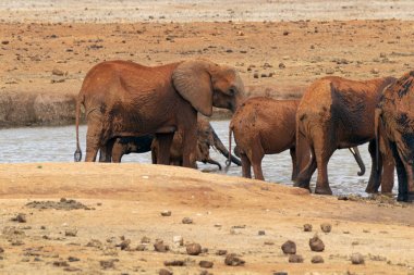 Filler Savannah çamur banyo