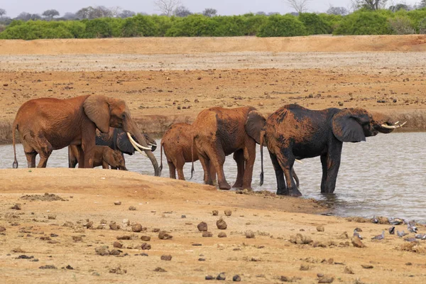 Elephants mud bathing in the Savannah