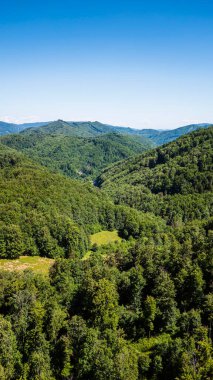 Berrak mavi gökyüzünün altında yuvarlanan tepeleri kaplayan yemyeşil orman.
