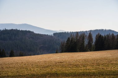 Yuvarlanan çimenlik alan uzak orman tepelerine doğru uzanıyor.
