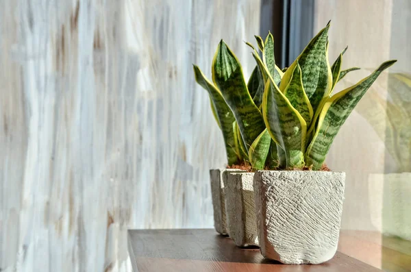 Snake plants in pots on light grey grunge background. Copy space.