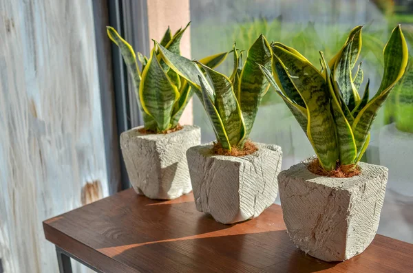 Three Snake Plants Creative Clay Pots Light Grey Grunge Background — Stock Photo, Image