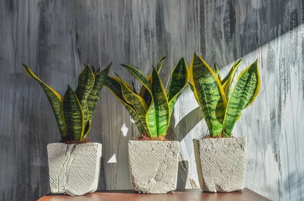 Three snake plants in creative clay pots on light grey grunge background