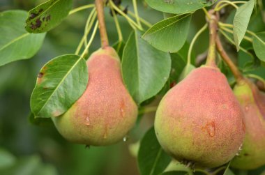 Ağaçta yetişen olgun armutlar..