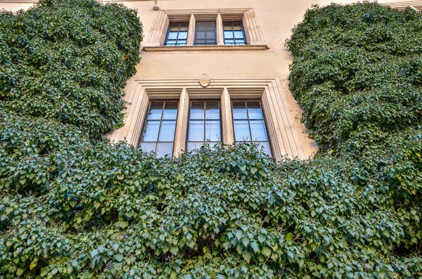 Large Overgrown Green Ivy Wawel Castle Krakow — Stock Photo, Image