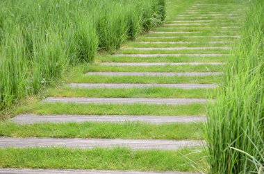 Bahçede çim yolu, ahşap ve çimenden yapılmış. Çevre dostu konsept.