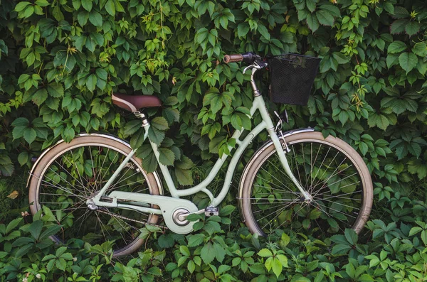 City Fahrrad Mit Einem Korb Auf Grünem Efeu Schlingmauer Hintergrund — Stockfoto