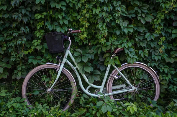 City Fahrrad Mit Einem Korb Auf Grünem Efeu Schlingmauer Hintergrund — Stockfoto