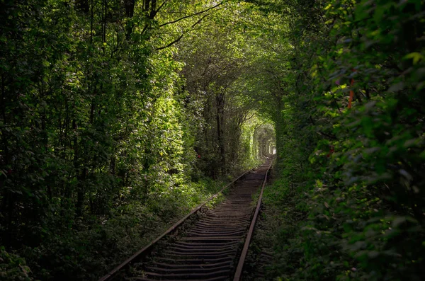 Trees formed a tunnel which is called \