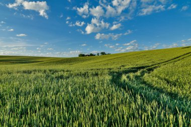 Yaz kırsal manzaralı yeşil buğday tarlaları ve tepeleri gün batımında. 