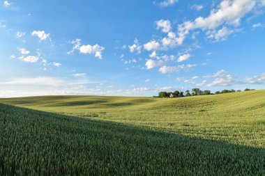 Gün batımında yeşil buğday tarlaları ve tepeleriyle yaz manzarası. Seçici odak. 