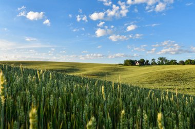 Gün batımında yeşil buğday tarlaları ve tepeleriyle yaz manzarası. Seçici odak. 
