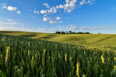 Gün batımında yeşil buğday tarlaları ve tepeleriyle yaz manzarası. Seçici odak. 