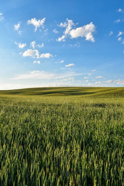 Zomer Landelijk Landschap Met Groene Korenvelden Heuvels Bij Zonsondergang Selectieve — Stockfoto