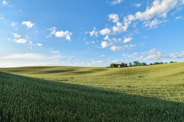 Gün batımında yeşil buğday tarlaları ve tepeleriyle yaz manzarası. Seçici odak. 