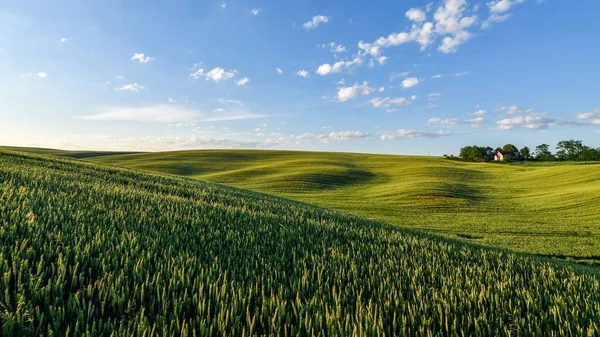 Gün batımında yeşil buğday tarlaları ve tepeleriyle yaz manzarası. Seçici odak. 