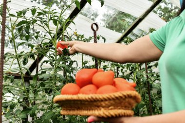 Organik seradan taze domates toplayan bir kız. Seçici odak.