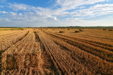 Gün batımında tarladaki saman balyalarını kapatın. Boşluğu kopyala.