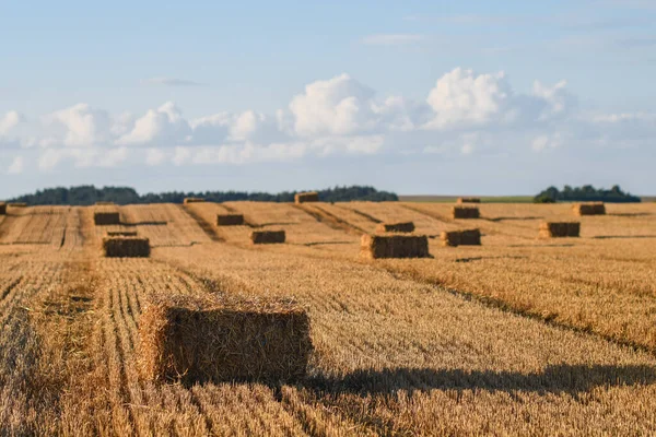 Close Pressed Straw Bales Field Sunset Copy Space — Stock Photo, Image