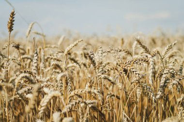 Altın buğday tarlası hasat için hazır. Seçici odaklanma. Tonu ayarlanmış resim.