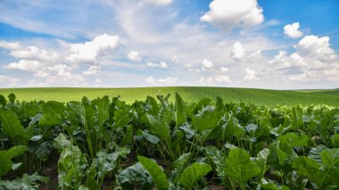 Sonsuz yeşil şeker pancarı tarlası mavi gökyüzü arka planıyla büyüyor.