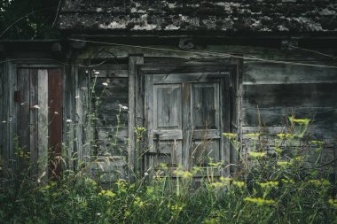 Eski terk edilmiş ahşap köpek kulübesi, zamanla yıpranmış. Yeşil çimlerle kaplı. Seçici odak. 