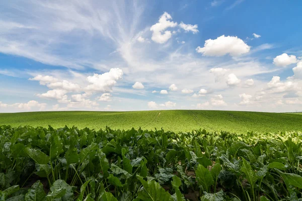 Sonsuz Yeşil Şeker Pancarı Tarlası Mavi Gökyüzü Arka Planıyla Büyüyor — Stok fotoğraf