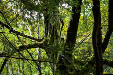 Ormandaki yaşlı ağaç yoğun yosunlarla kaplı.