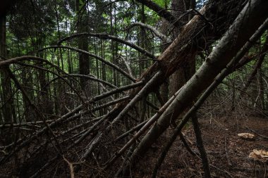 Bayat ormanda devrilmiş yaşlı ağaçlar. Alçak tuş filtrelendi