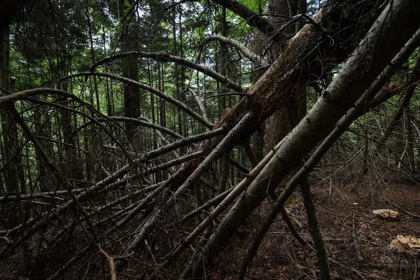 Bayat ormanda devrilmiş yaşlı ağaçlar. Alçak tuş filtrelendi