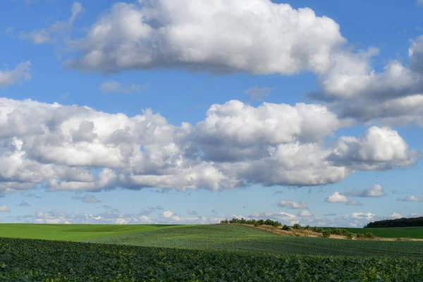 Agricultural Landscape Green Hills Covered Organic Canola Fertilizer Plants Blue — Stock Photo, Image