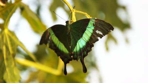 Gros Plan Papillon Paon Bagué Sur Une Branche — Video