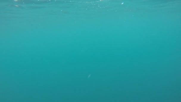 Podwodne Widoki Rybaka Walki Australijskich Bonito — Wideo stockowe