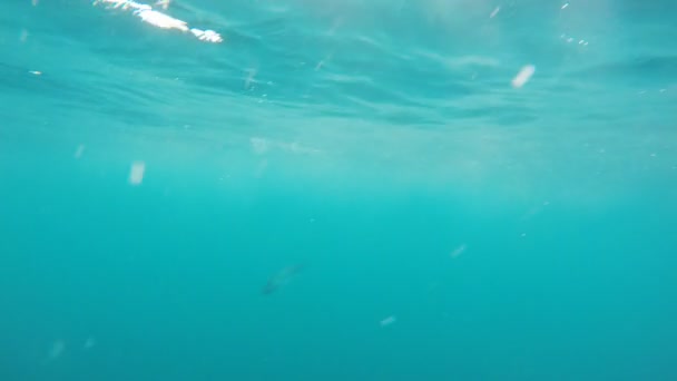 Pandangan Bawah Air Dari Jaring Australian Bonito Ikan — Stok Video