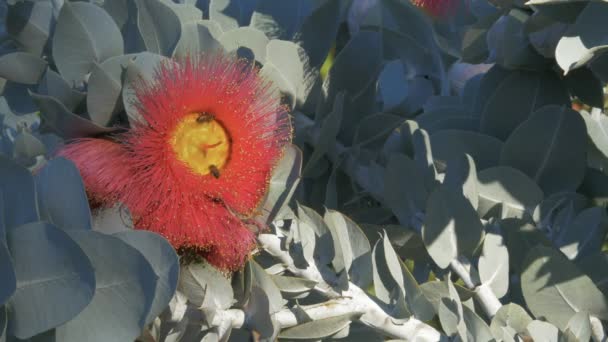 Les Abeilles Recueillent Pollen Eucalyptus Macrocarpa Mallee Eucalyptus Réputé Pour — Video