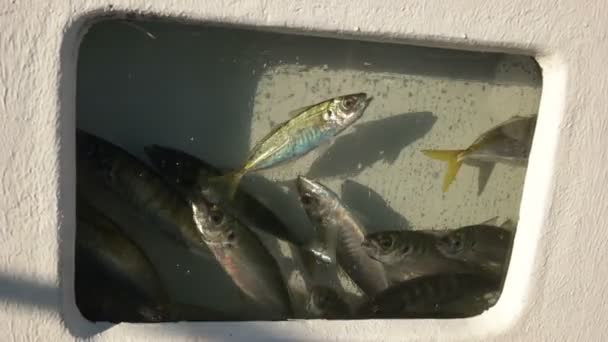 Yakkas Eller Gul Svans För Levande Bete Solbelyst Fiskebåt Livewell — Stockvideo