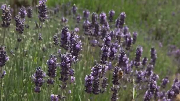 Primer Plano Las Abejas Miel Recogiendo Polen Flores Lavanda Jardín — Vídeos de Stock