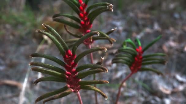 Close Três Mangles Australianos Ocidentais Patas Canguru Com Suas Flores — Vídeo de Stock